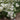 Eupatorium perfoliatum (Common Boneset) PRC NATIVE