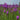 Liatris spicata Dense Blazing Star (Gayfeather) PRC