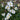 Anemone 'Honorine Jobert' (Windflower)