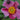 Anemone x 'September Charm' (Windflower)