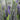 Veronica Magic Show 'Ever After' (Speedwell)