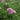 Paeonia lactiflora 'Monsieur Jules Elie' (Peony)