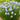 STRING THEORY AMSONIA BLUE STAR FLOWER