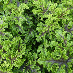 Pelargonium Quercifolium