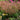 Agastache Meant to Bee® 'Queen Nectarine' (Hummingbird Mint)