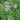 Pelargonium citrosa Mosquito Plant (Scented Geranium)