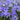 Phlox divaricata 'Blue Moon' (Wild Phlox)