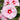 Hibiscus Summerific® 'All Eyes on Me' (Rose Mallow)