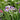 Sisyrinchium 'Lucerne' (Blue-Eyed Grass) PRC