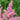 Astilbe japonica 'Rheinland' 