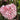 Kalmia 'Little Linda' (Mountain Laurel)