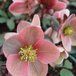 Royal Heritage™ Hellebore