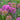 Allium 'Medusa' (Ornamental Flowering Onion)