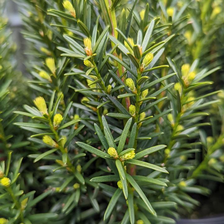 Taxus Hicksii