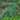 Carex laxiculmis 'Bunny Blue™' (Native Sedge)