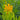 Asclepias tuberosa 'Hello Yellow' (Butterfly Weed) PRC