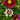 Coreopsis Li'l Bang™ 'Starlight' (Tickseed) PRC