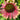 Echinacea purpurea 'Green Twister' (Coneflower)