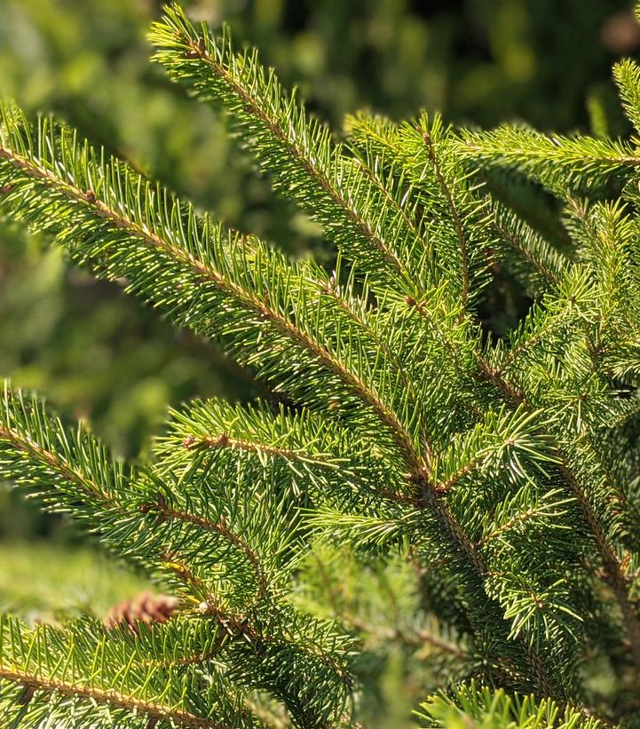 Montrose Charm white spruce