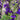 Lobelia Starship™ Blue Starship™ (Blue cardinal flower)