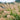 Ornamental Grass: Miscanthus 'Gracillimus' (Maiden Grass)