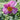 Anemone x 'September Charm' (Windflower)