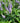 Veronica Magic Show 'Ever After' (Speedwell)