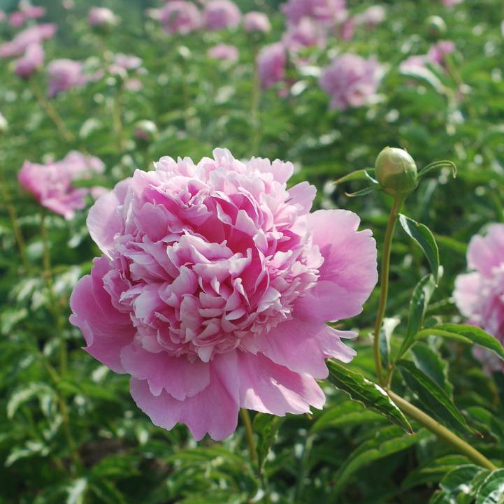 Prides Corner Paeonia lactiflora 'Monsieur Jules Elie' Peony