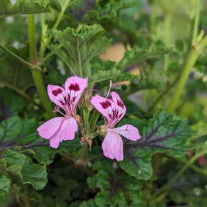 Pelargonium Quercifolium