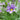 Sisyrinchium 'Lucerne' (Blue-Eyed Grass) PRC
