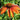 Echinacea 'Cheyenne Spirit' (coneflower)