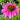 Echinacea purpurea (Purple Coneflower)