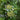 Hydrangea 'Petiolaris' (Climbing Hydrangea)
