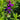 Lobelia Starship™ Blue Starship™ (Blue cardinal flower)
