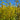 Solidago caesia
Blue-Stem Goldenrod