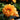 Dahlia Orange