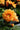 Dahlia Orange