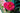 Dahlia Pink