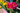 Dahlia Pink