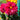 Dahlia Pink