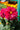 Dahlia Pink