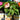 Assorted Sunpatiens