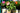 Assorted Sunpatiens