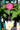 Assorted Sunpatiens Pink 