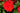 Assorted Sunpatiens Red Flower