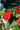 Assorted Sunpatiens Red Close Up