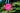 Assorted Sunpatiens Pink Close Up