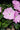 New Guinea Impatiens