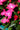 New Guinea Impatiens