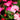 New Guinea Impatiens